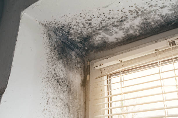 Affordable Basement Mold Removal solutions in Garfield, NJ
